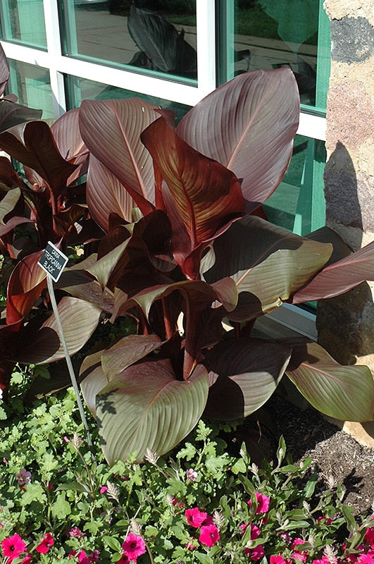 Canna (Lon01) 'Tropicanna Black' (Tropicanna Black Canna Lily)