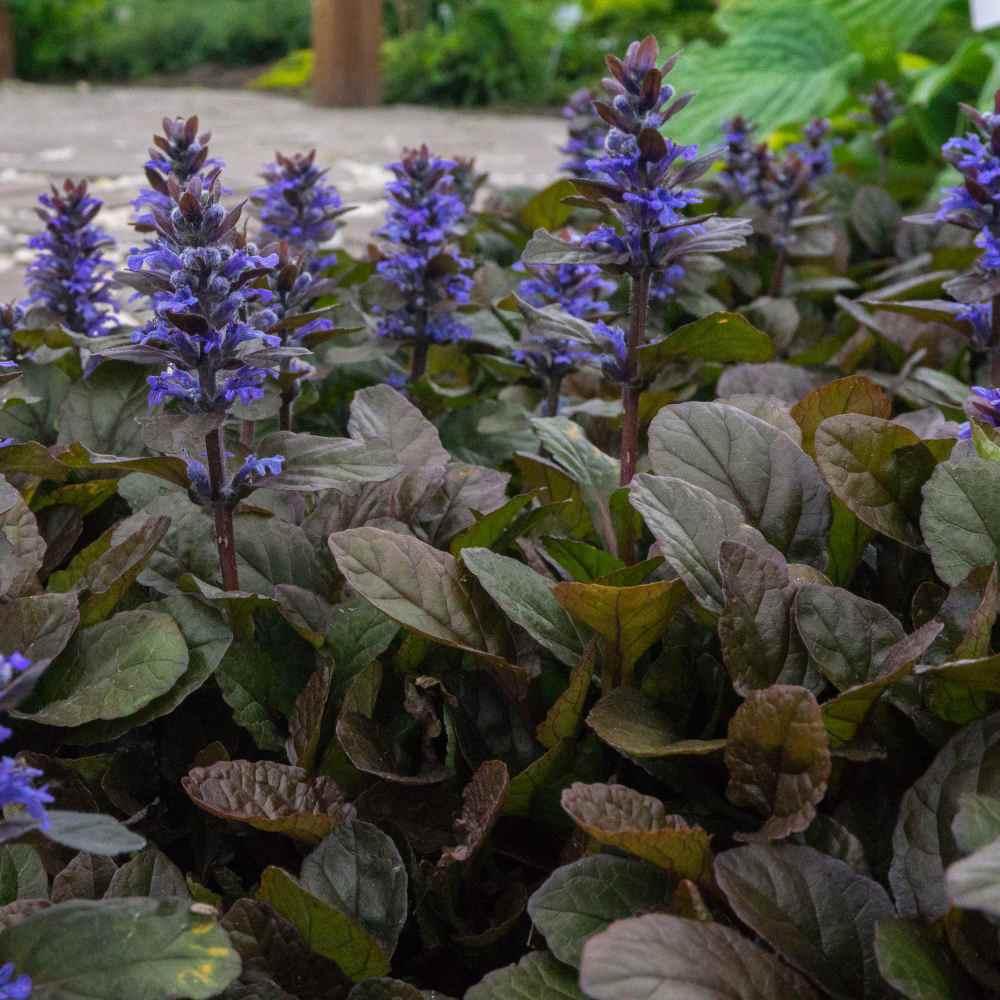 Ajuga Reptans ‘Tuff N Tidy’ (Bugleweed)