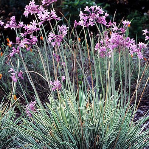 Tulbaghia Violacea 'Variegata' (Variegated Society Garlic)