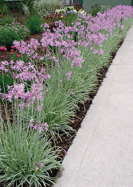 Tulbaghia Violacea 'Variegata' (Variegated Society Garlic)