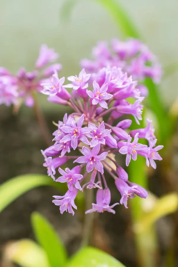 Tulbaghia Simmleri (Pink Agapanthus)