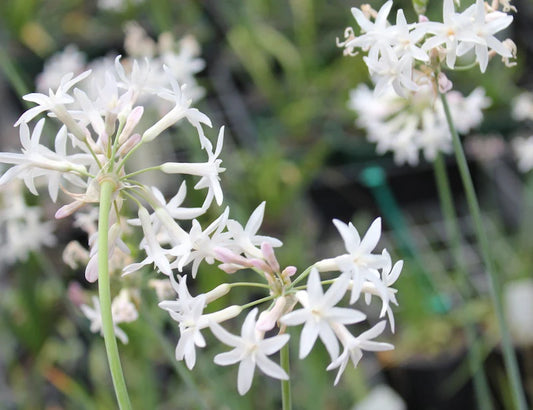 Tulbaghia violacea 'Alba' (White Society Garlic)