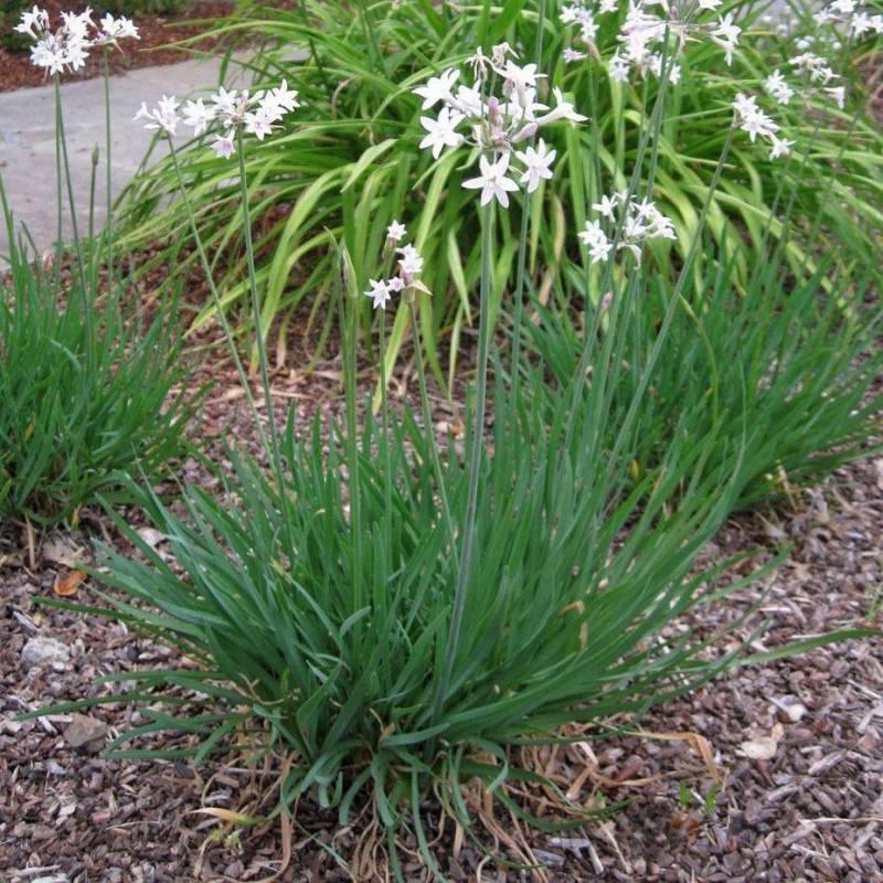 Tulbaghia Violacea 'Alba' (White Society Garlic)