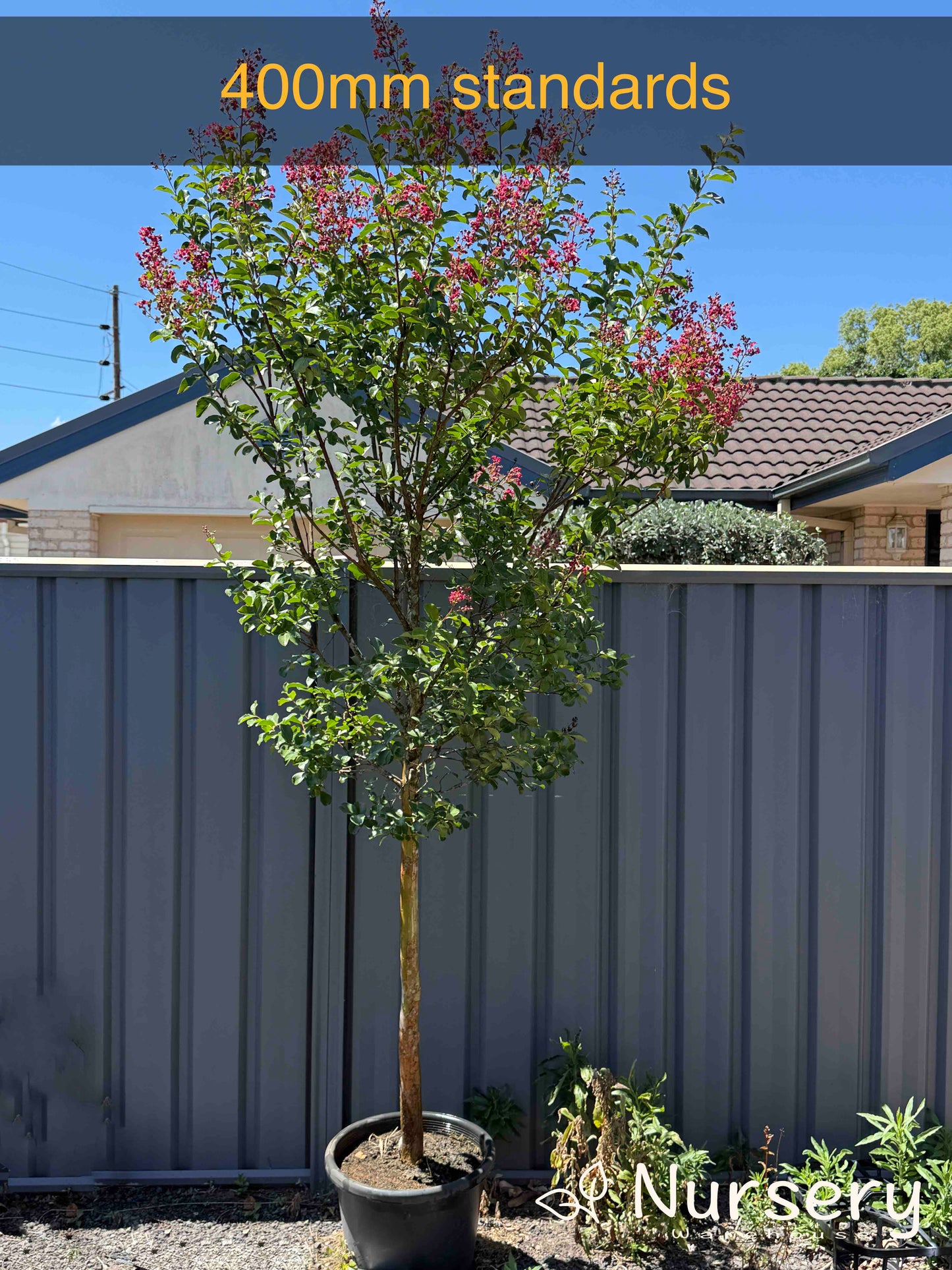 Lagerstroemia Indica (Crepe Myrtle Tuscarora)