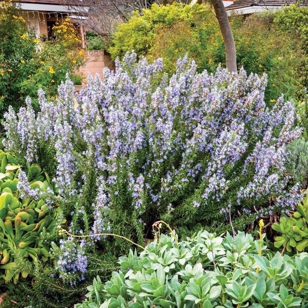 Salvia Rosmarinus ‘Tuscan Blue’ (Tuscan Blue Rosemary)