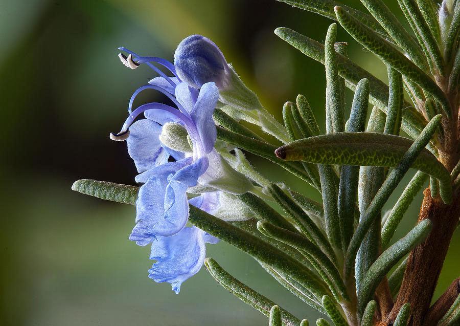 Salvia Rosmarinus ‘Tuscan Blue’ (Tuscan Blue Rosemary)