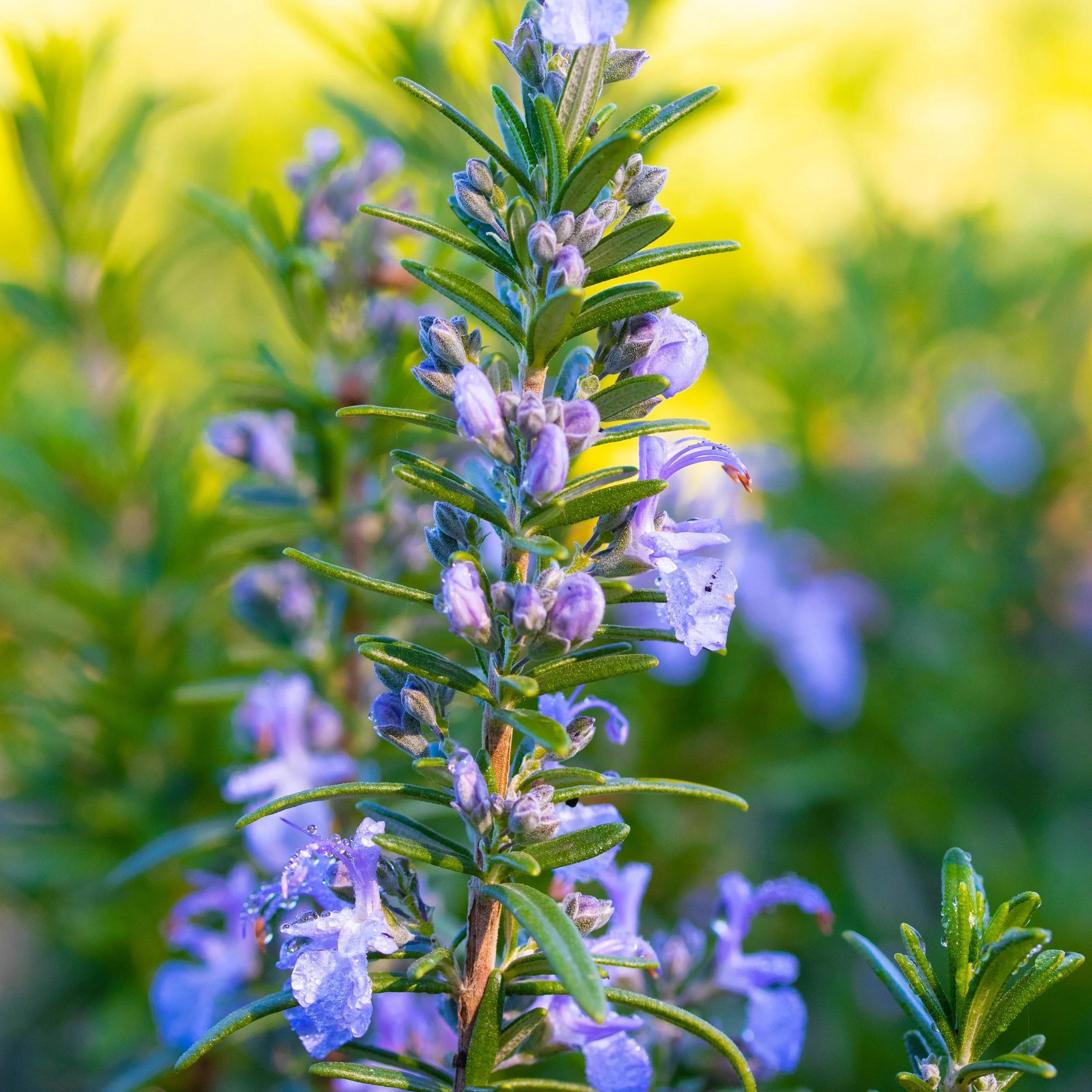 Salvia Rosmarinus ‘Tuscan Blue’ (Tuscan Blue Rosemary)