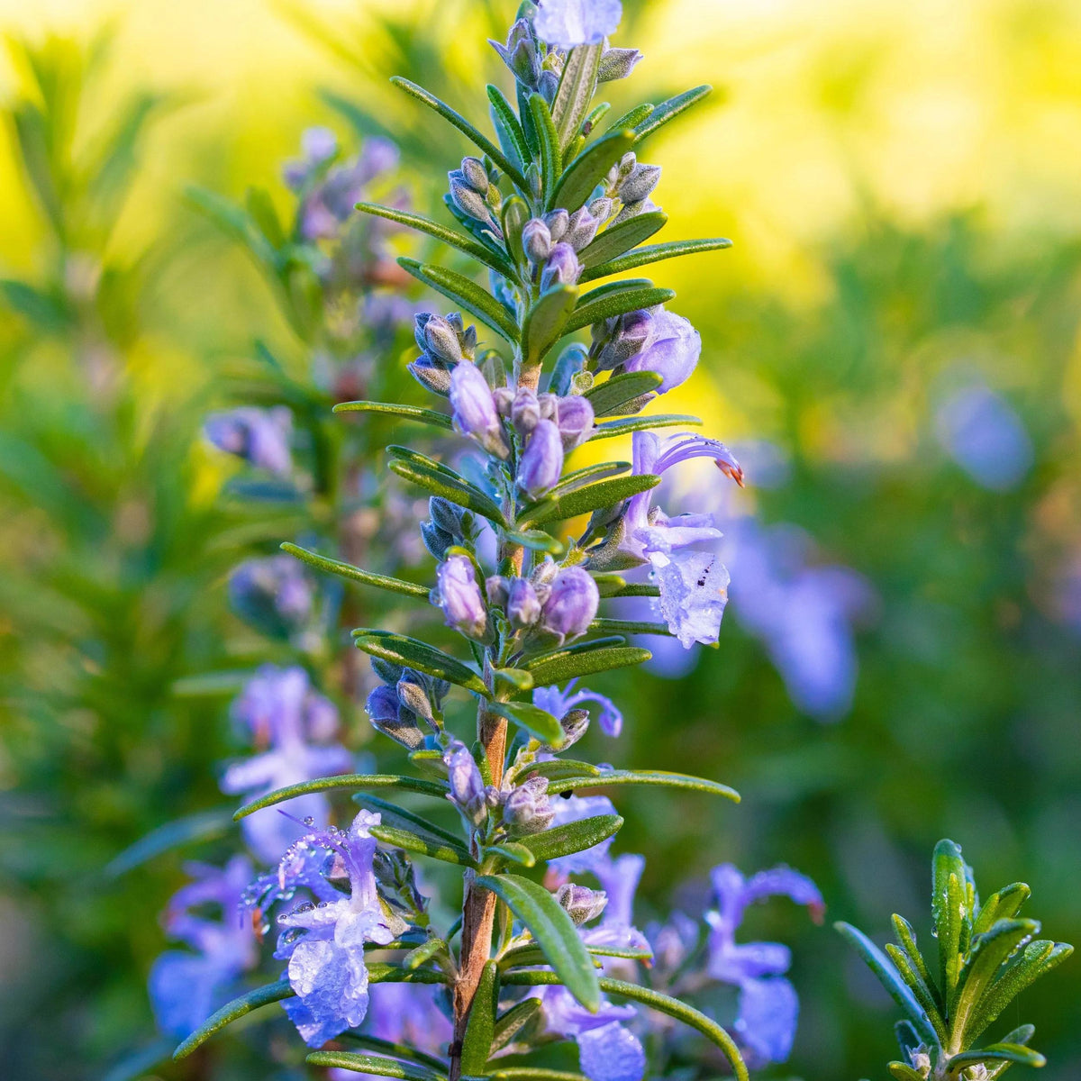 Salvia Rosmarinus ‘Tuscan Blue’ (Tuscan Blue Rosemary)