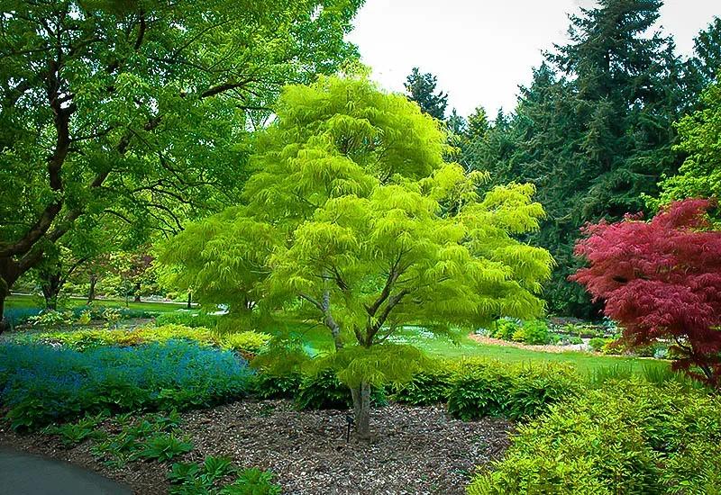 Acer Palmatum ‘Koto-Ito-Komachi’ (Threadleaf Japanese Maple)