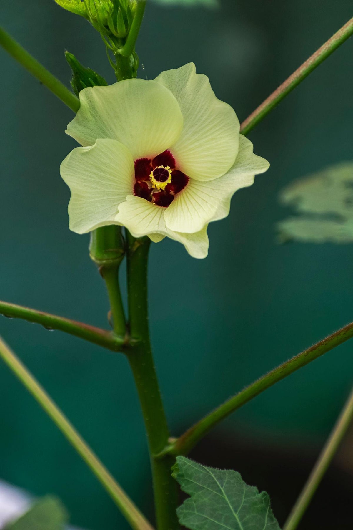 Abelmoschus Esculentus (Okra)