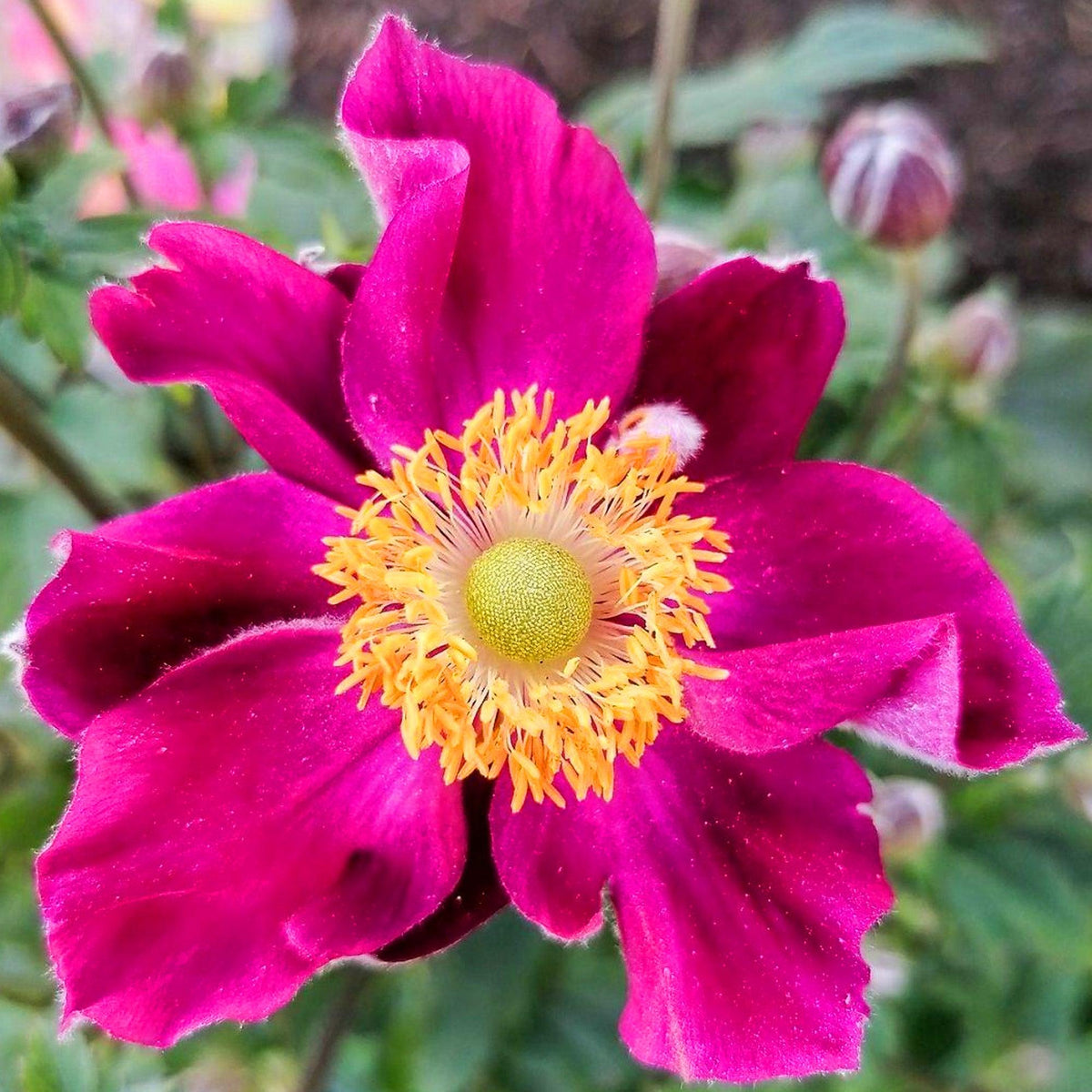 Anemone ‘Fantasy Ariel’ (Fantasy Ariel Japanese Anemone)