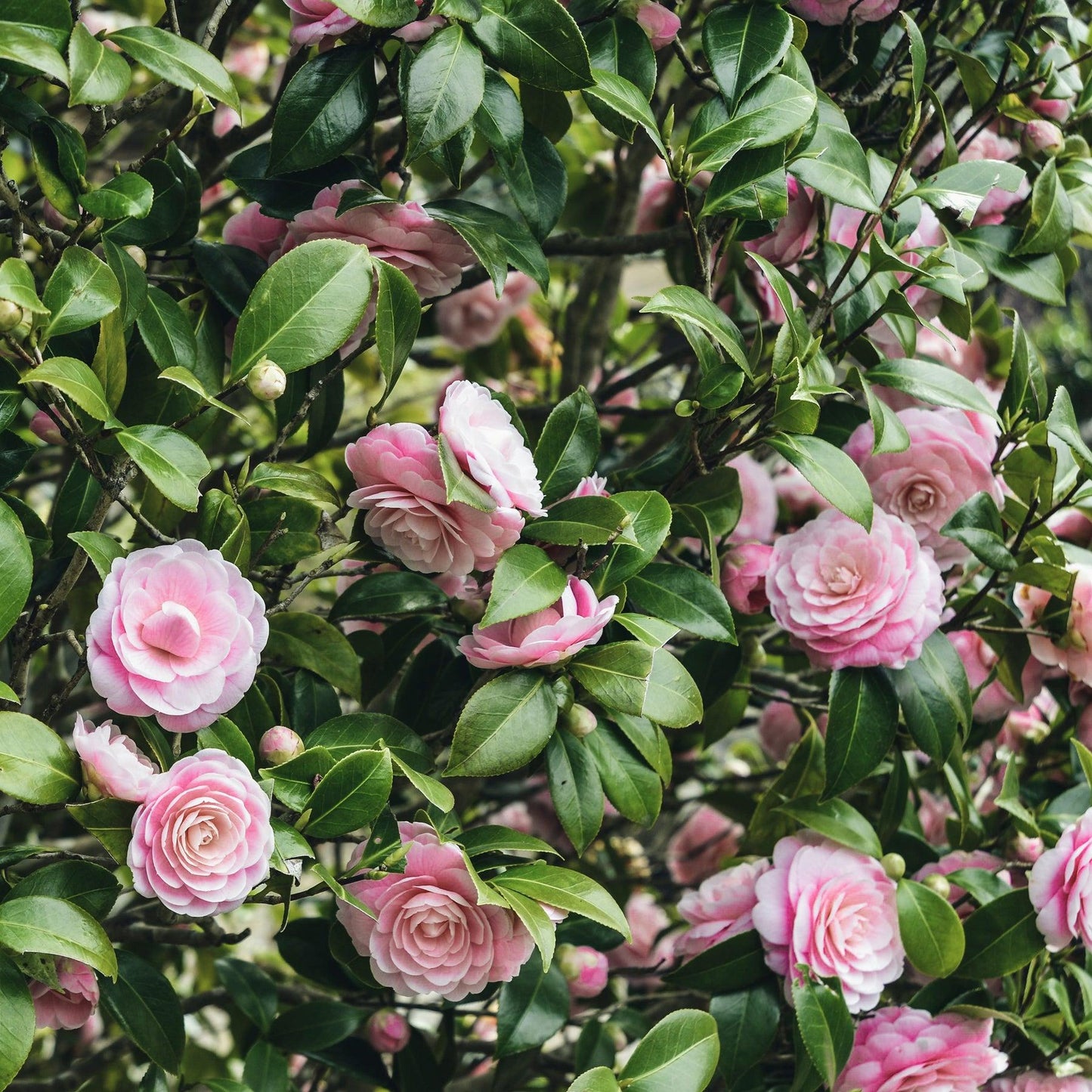 Camellia Japonica Pink Gold (Japanese Camellia)