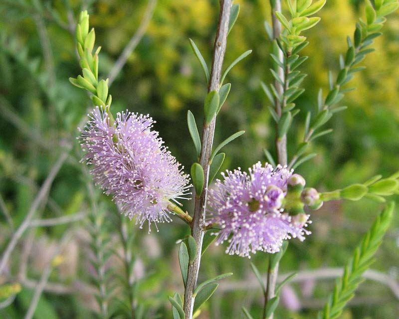 Melaleuca Decussata (Cross-Leaved Honey Myrtle)