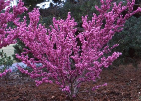 Cercis Chinensis ‘Avondale’ (Chinese Redbud)