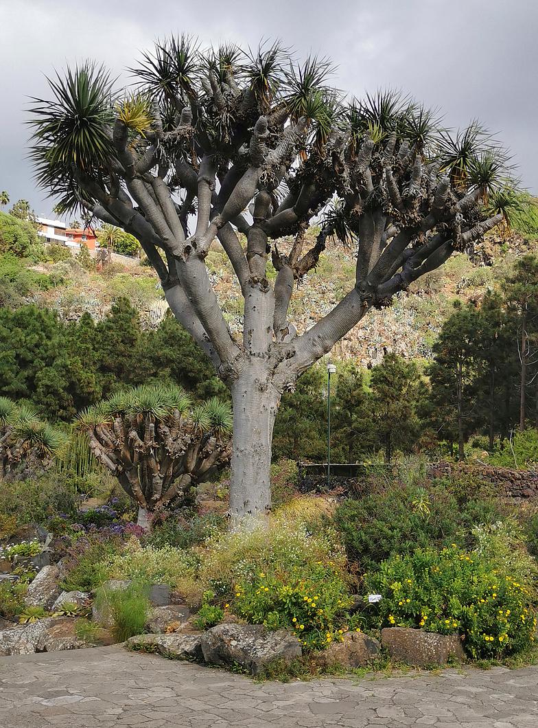 Dracaena Draco (Multi-Head Dragon Tree)