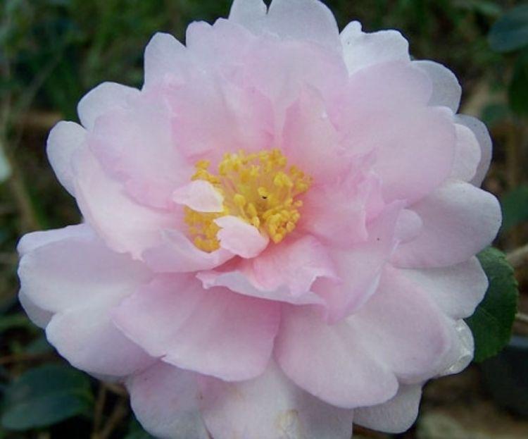 Camellia Sasanqua ‘Sidonnie Megan’ (Sidonnie Megan Camellia)
