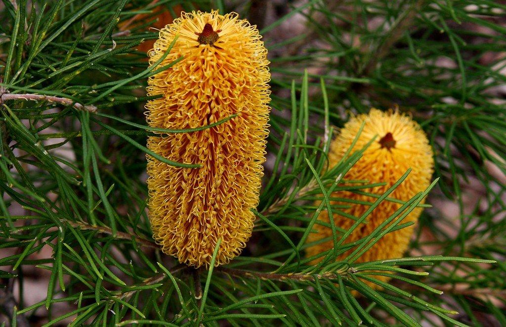 Banksia Spinulosa ‘Bold And Gold’ (Hairpin Banksia)