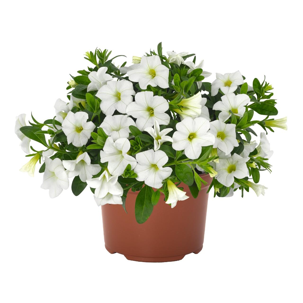 Calibrachoa 'Aloha Kona White' (Aloha Kona White Calibrachoa)