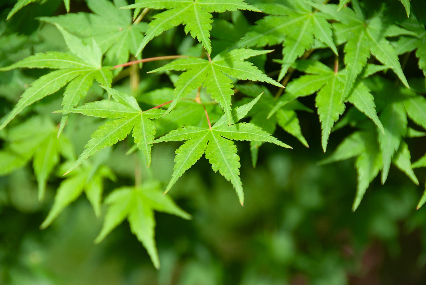 Acer Palmatum (Japanese Maple Standards)