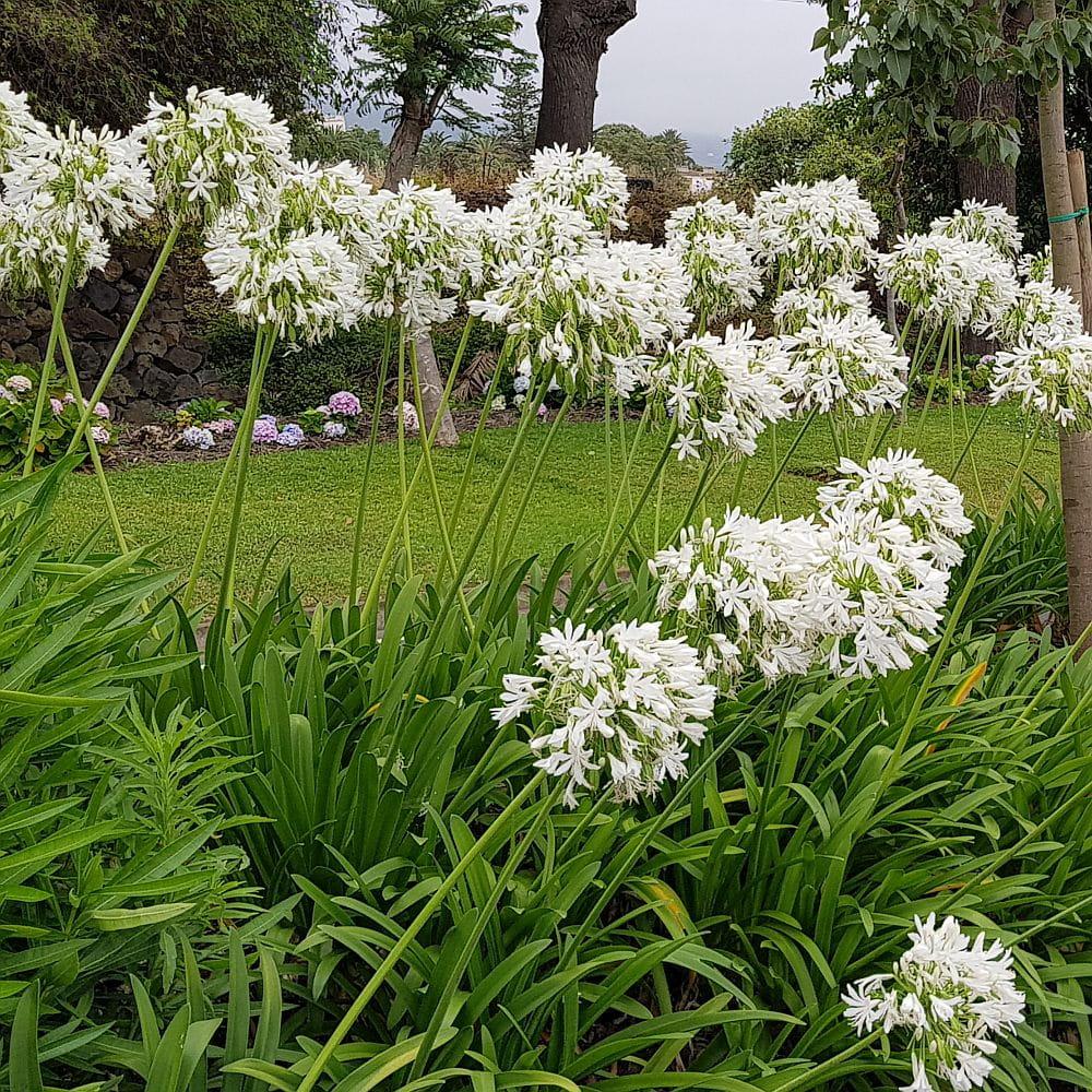 Agapanthus Orientalis (Cloudy Days)