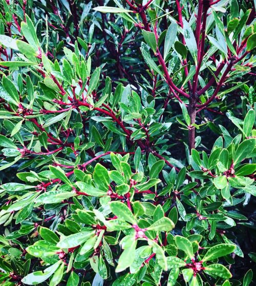 Psychotria loniceroides (Hairy Psychotria)