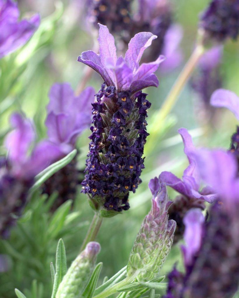 Lavandula Stoechas (Italian Lavender)