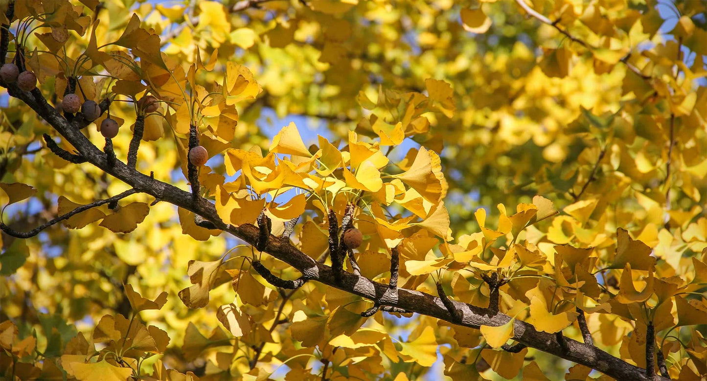 Ginkgo biloba (Female Ginkgo)