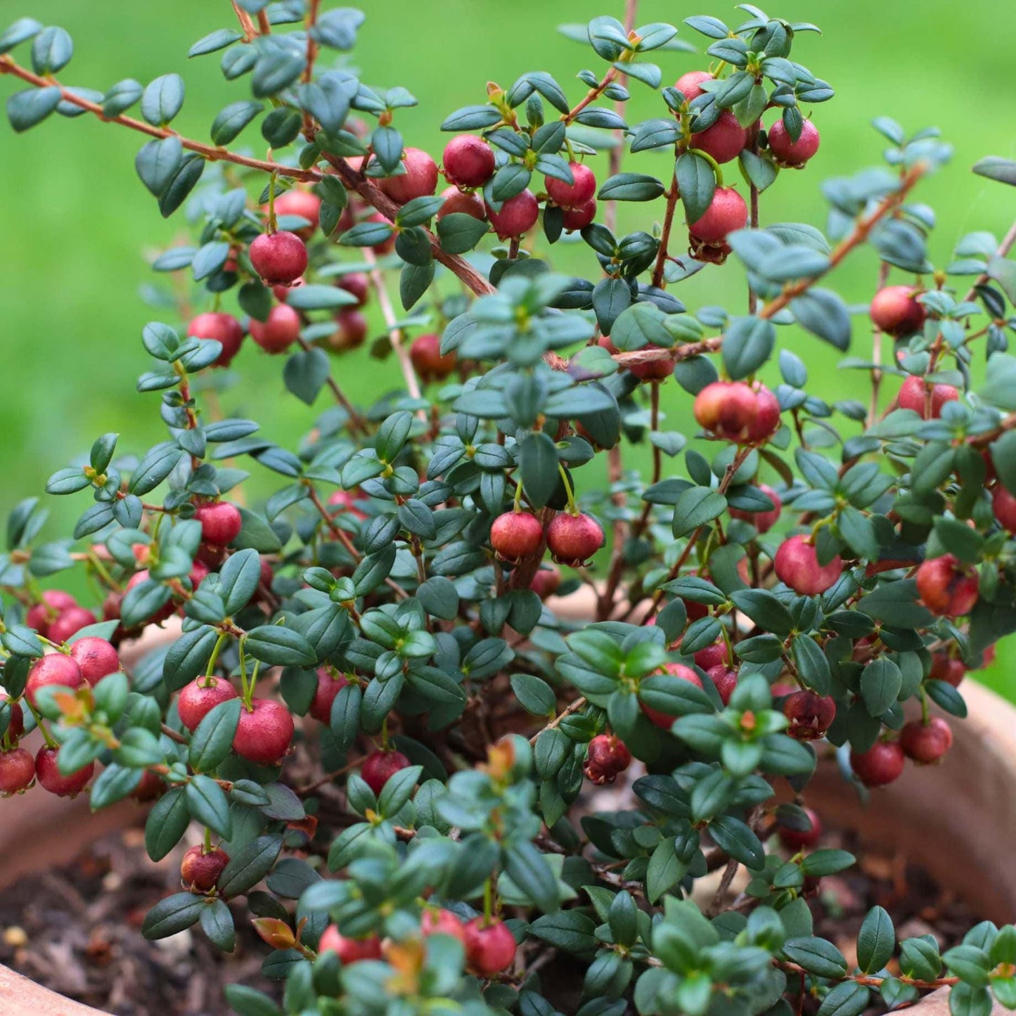 Ugni Molinae (Chilean Guava)