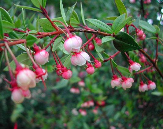 Ugni Molinae (Chilean Guava)