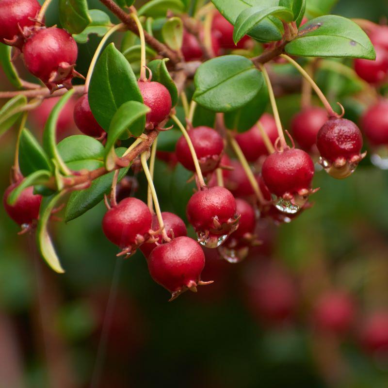 Ugni Molinae (Chilean Guava)