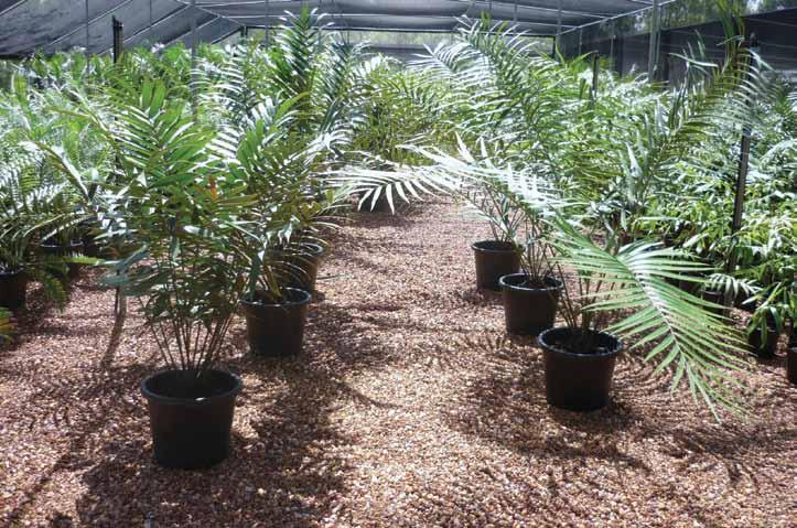 Ceratozamia Robusta (Giant Ceratozamia)
