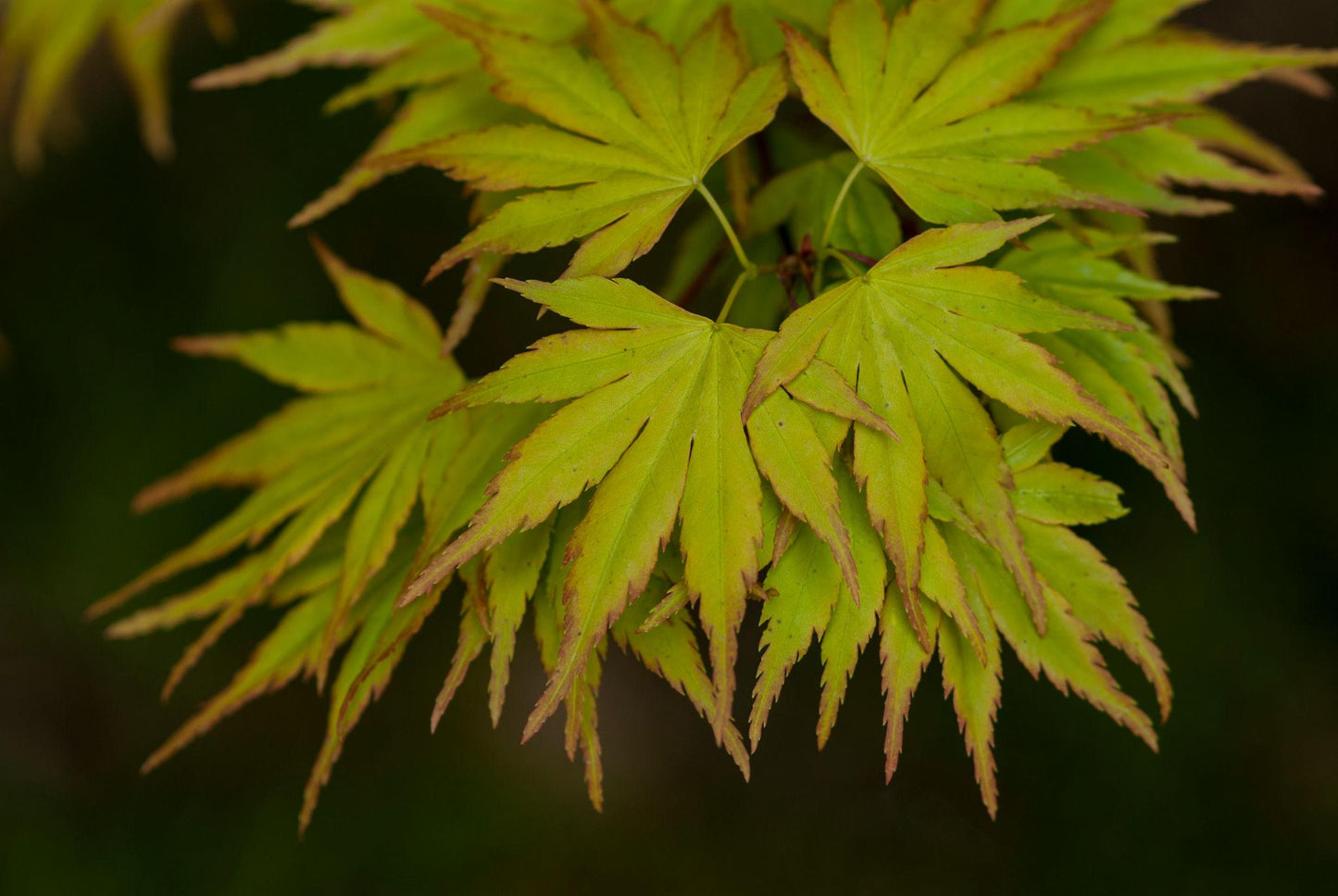 Acer Palmatum (Japanese Maple)