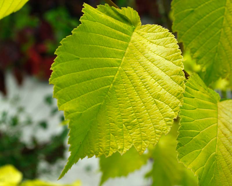 Ulmus Glabra ‘Lutescens’ (Golden Elm)
