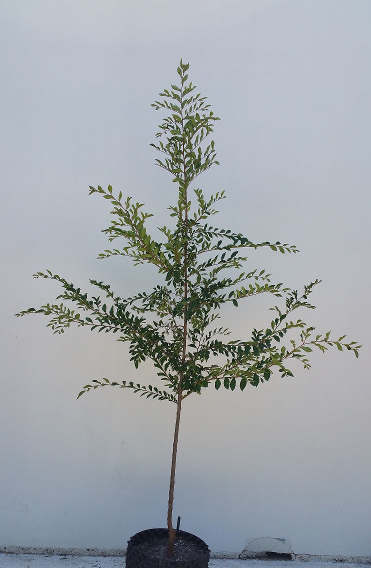 Tood Tree Chinese Elm 'Todd' – Hardy Ornamental Tree | Nursery Warehouse ...