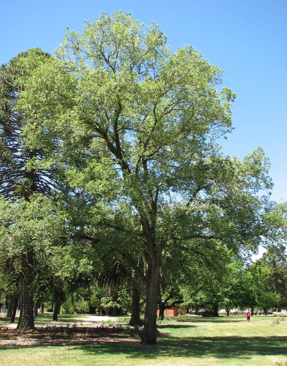 Ulmus Minor ‘Variegata’ (Variegated Silver Elm)