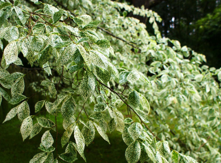 Ulmus Minor ‘Variegata’ (Variegated Silver Elm)