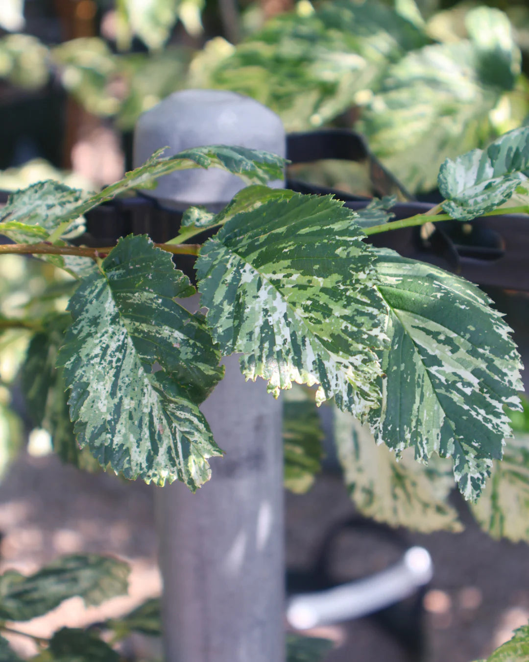 Ulmus Minor ‘Variegata’ (Variegated Silver Elm)