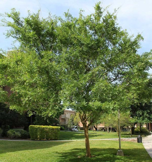 Ulmus Parvifolia (Chinese Elm)
