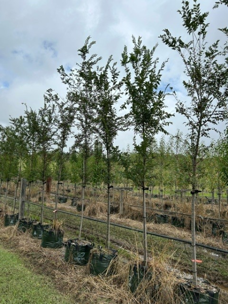 Ulmus Parvifolia ‘Todd’
