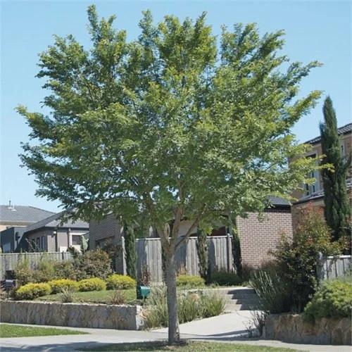Ulmus Parvifolia ‘Todd’