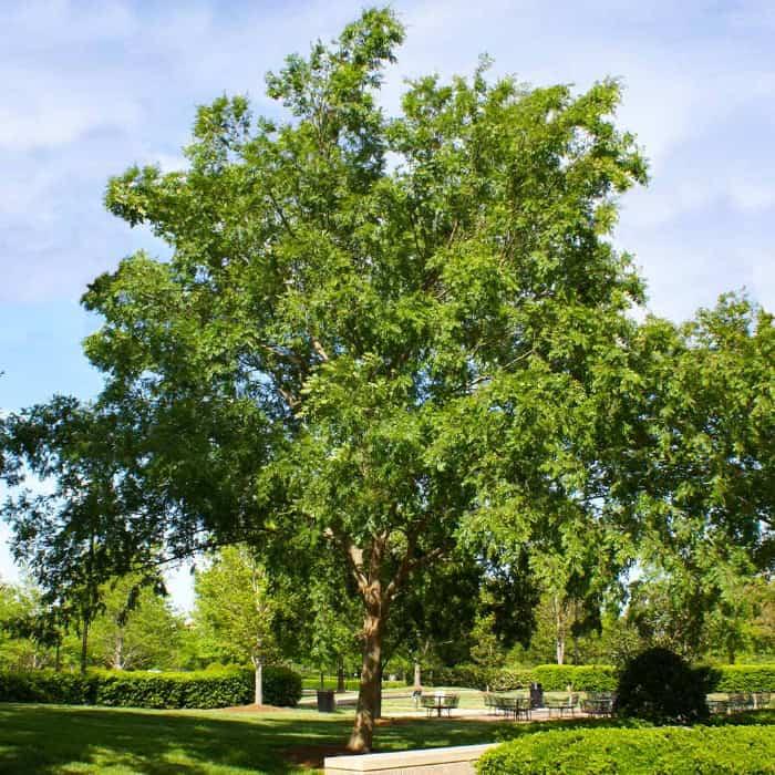 Ulmus Parvifolia ‘Todd’