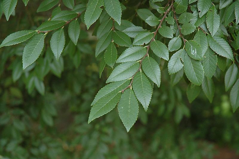 Ulmus Parvifolia ‘Todd’