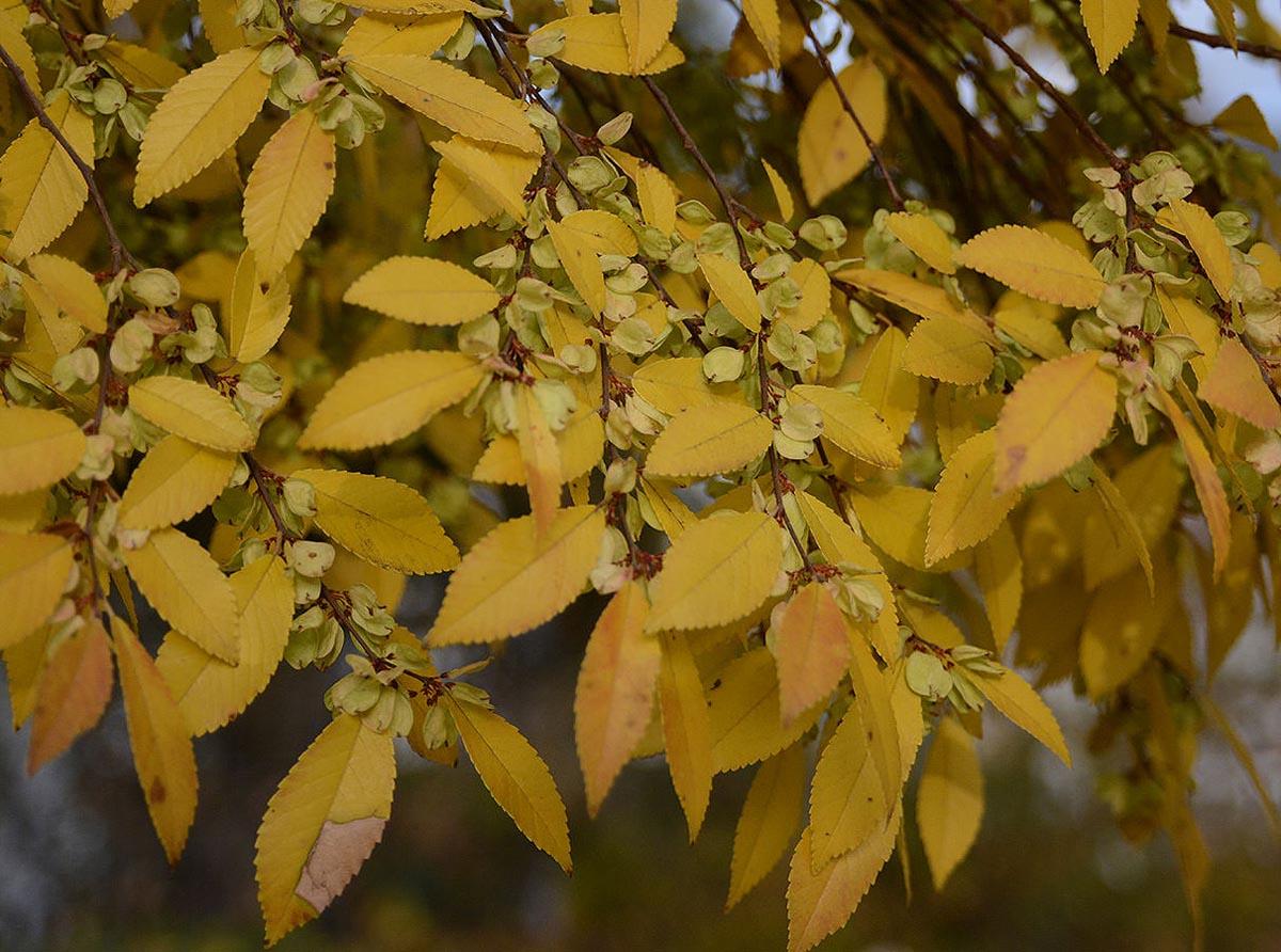 Ulmus Parvifolia ‘Todd’
