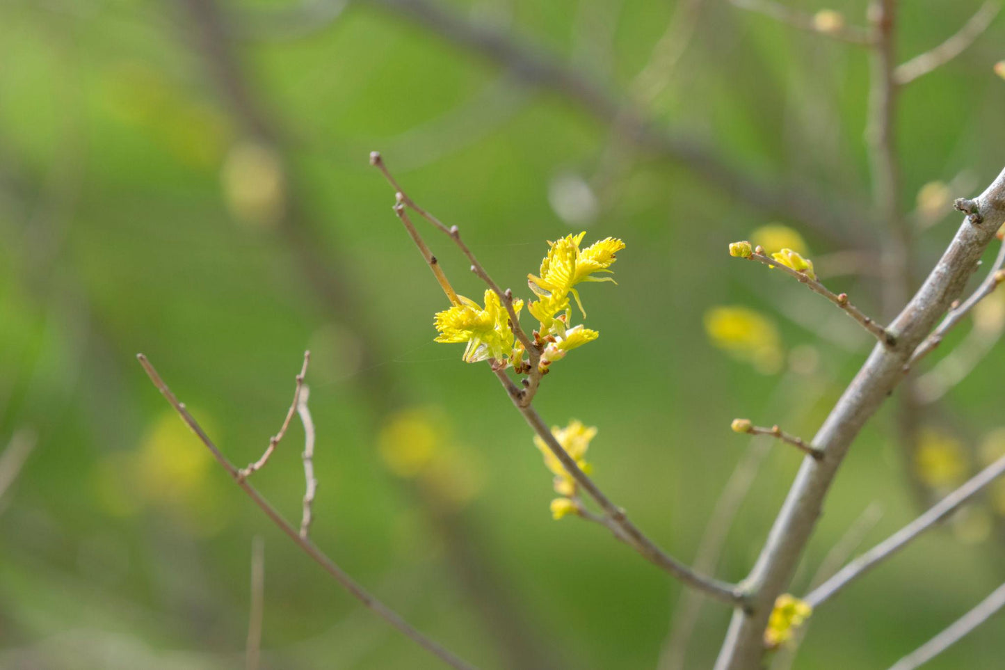 Ulmus Parvifolia ‘Todd’