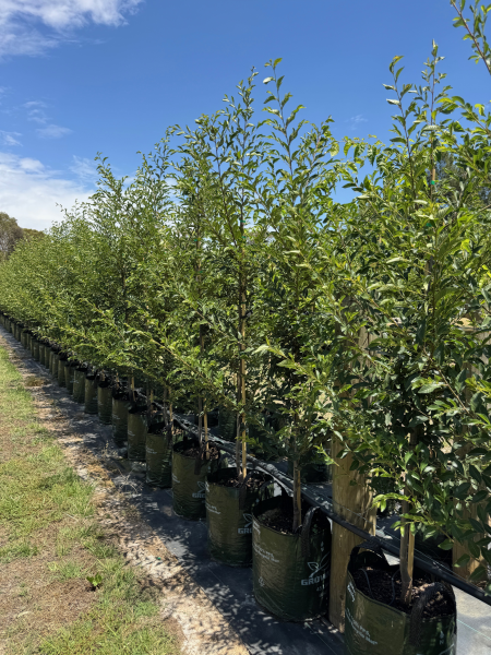Ulmus Parvifolia (Burneley Select | Chinese Elm)