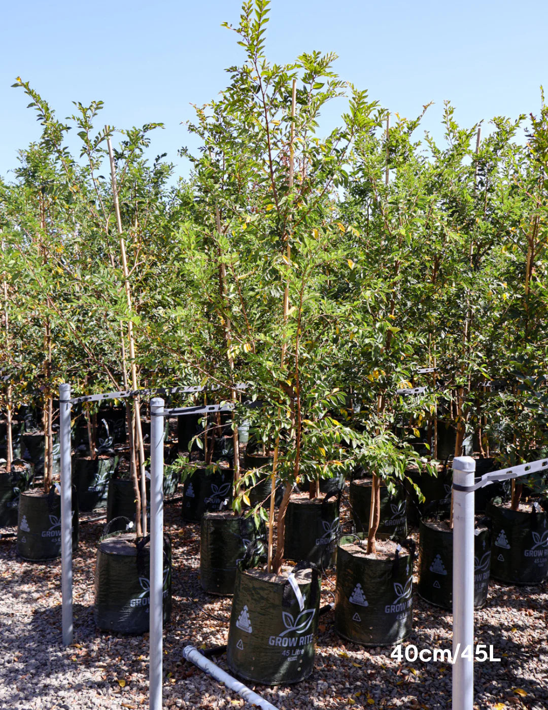 Ulmus parvifolia ‘Reflection’ (Chinese Elm)