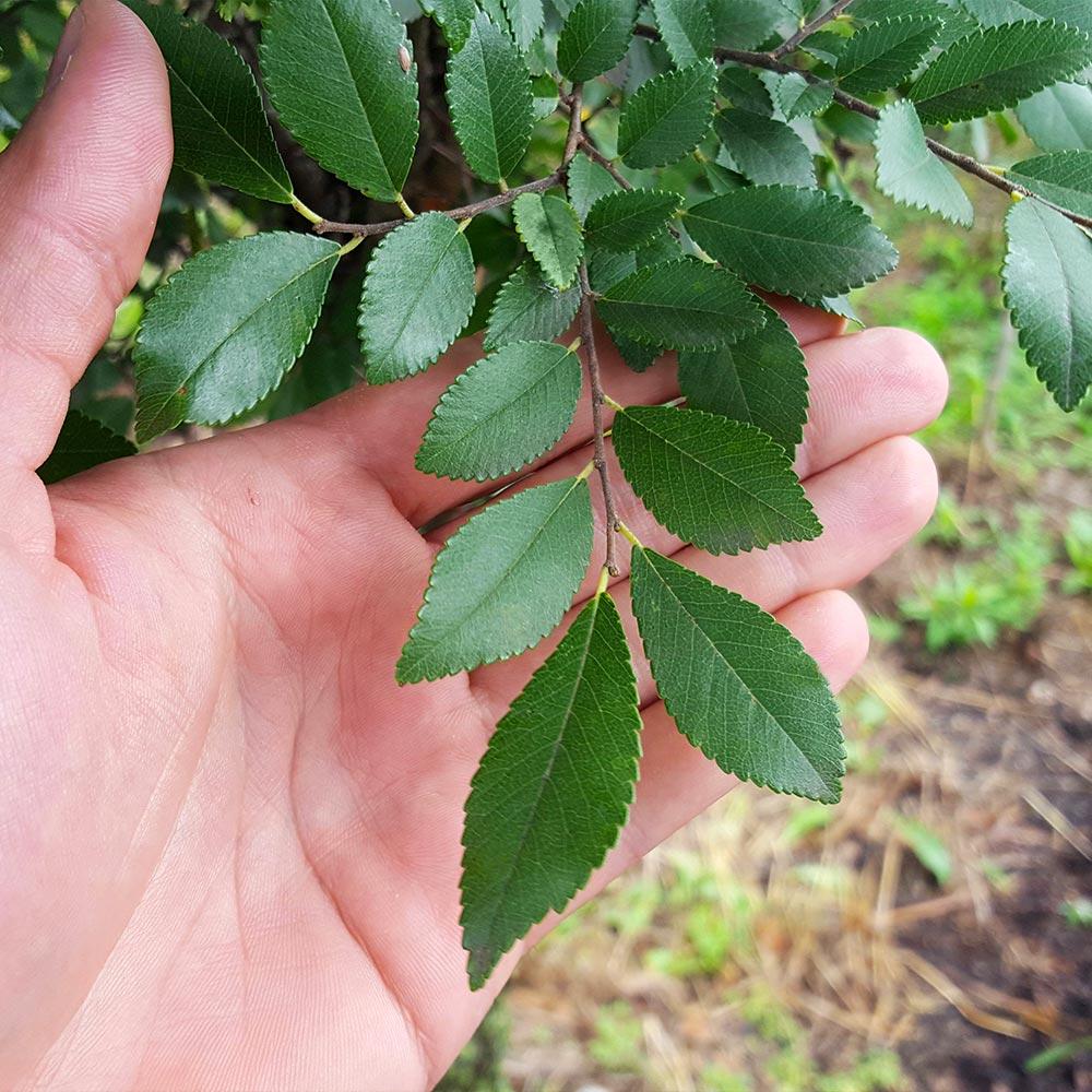 Ulmus parvifolia ‘Inspire’ (Inspire Chinese Elm)