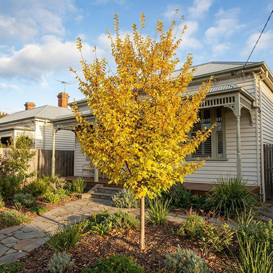 Ulmus parvifolia ‘Inspire’ (Inspire Chinese Elm)