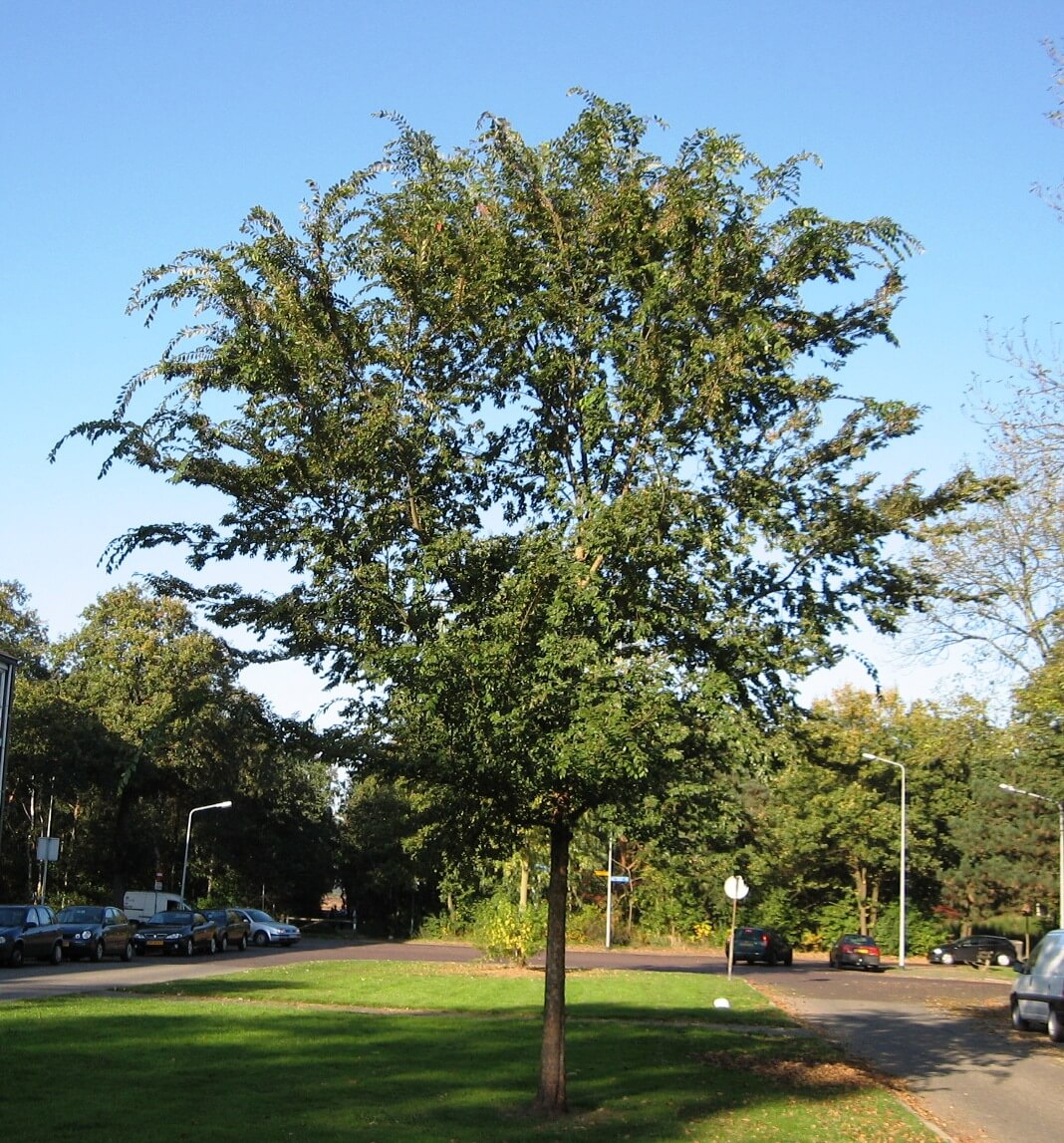 Ulmus parvifolia ‘Burnley Select’ (Chinese Elm)