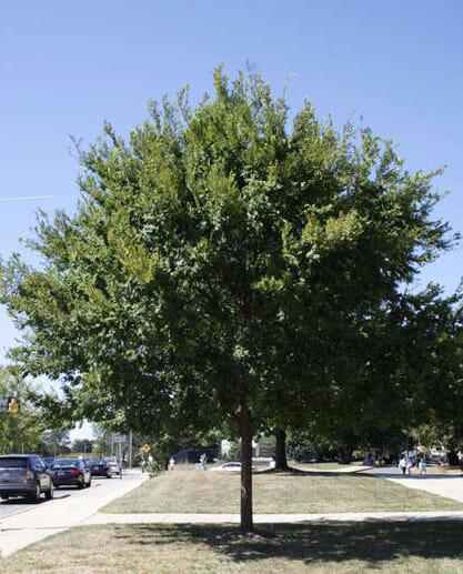 Ulmus parvifolia ‘Burnley Select’ (Chinese Elm)